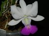 Cattleya walkeriana White Blue Lip 